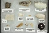 White River Oligocene Fossil Collection #269754-1
